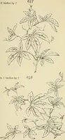 An illustration from Briggs & Co.'s patent transferring papers : patented for the United States of America (1880)