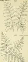 An illustration from Briggs & Co.'s patent transferring papers : patented for the United States of America (1880)