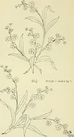 An illustration from Briggs & Co.'s patent transferring papers : patented for the United States of America (1880)
