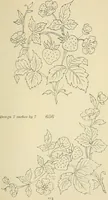 An illustration from Briggs & Co.'s patent transferring papers : patented for the United States of America (1880)
