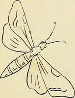 An illustration from Briggs & Co.'s patent transferring papers : patented for the United States of America (1880)