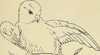 An illustration from Briggs & Co.'s patent transferring papers : patented for the United States of America (1880)