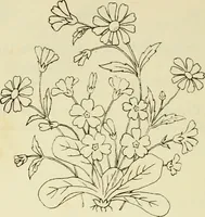 An illustration from Briggs & Co.'s patent transferring papers : patented for the United States of America (1880)
