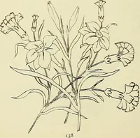 An illustration from Briggs & Co.'s patent transferring papers : patented for the United States of America (1880)