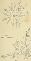 An illustration from Briggs & Co.'s patent transferring papers : patented for the United States of America (1880)
