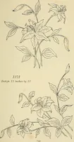 An illustration from Briggs & Co.'s patent transferring papers : patented for the United States of America (1880)