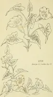 An illustration from Briggs & Co.'s patent transferring papers : patented for the United States of America (1880)