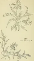 An illustration from Briggs & Co.'s patent transferring papers : patented for the United States of America (1880)