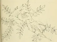 An illustration from Briggs & Co.'s patent transferring papers : patented for the United States of America (1880)