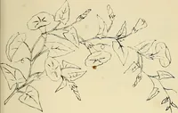 An illustration from Briggs & Co.'s patent transferring papers : patented for the United States of America (1880)