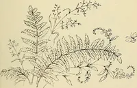 An illustration from Briggs & Co.'s patent transferring papers : patented for the United States of America (1880)