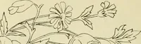 An illustration from Briggs & Co.'s patent transferring papers : patented for the United States of America (1880)