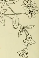 An illustration from Briggs & Co.'s patent transferring papers : patented for the United States of America (1880)