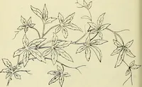 An illustration from Briggs & Co.'s patent transferring papers : patented for the United States of America (1880)
