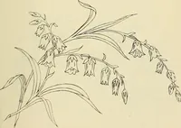 An illustration from Briggs & Co.'s patent transferring papers : patented for the United States of America (1880)