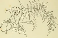 An illustration from Briggs & Co.'s patent transferring papers : patented for the United States of America (1880)