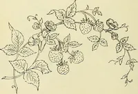 An illustration from Briggs & Co.'s patent transferring papers : patented for the United States of America (1880)