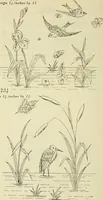 An illustration from Briggs & Co.'s patent transferring papers : patented for the United States of America (1880)