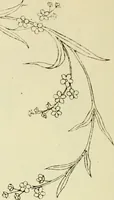 An illustration from Briggs & Co.'s patent transferring papers : patented for the United States of America (1880)