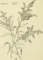 An illustration from Briggs & Co.'s patent transferring papers : patented for the United States of America (1880)