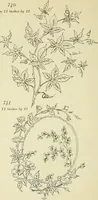 An illustration from Briggs & Co.'s patent transferring papers : patented for the United States of America (1880)