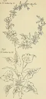An illustration from Briggs & Co.'s patent transferring papers : patented for the United States of America (1880)