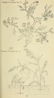 An illustration from Briggs & Co.'s patent transferring papers : patented for the United States of America (1880)