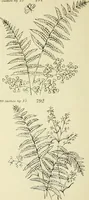 An illustration from Briggs & Co.'s patent transferring papers : patented for the United States of America (1880)