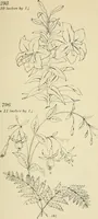 An illustration from Briggs & Co.'s patent transferring papers : patented for the United States of America (1880)