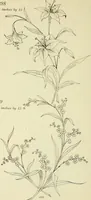 An illustration from Briggs & Co.'s patent transferring papers : patented for the United States of America (1880)