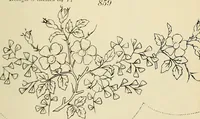 An illustration from Briggs & Co.'s patent transferring papers : patented for the United States of America (1880)