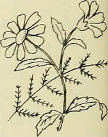 An illustration from Briggs & Co.'s patent transferring papers : patented for the United States of America (1880)