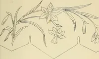 An illustration from Briggs & Co.'s patent transferring papers : patented for the United States of America (1880)