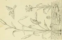 An illustration from Briggs & Co.'s patent transferring papers : patented for the United States of America (1880)