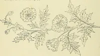 An illustration from Briggs & Co.'s patent transferring papers : patented for the United States of America (1880)