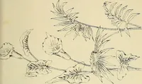 An illustration from Briggs & Co.'s patent transferring papers : patented for the United States of America (1880)