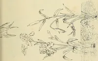 An illustration from Briggs & Co.'s patent transferring papers : patented for the United States of America (1880)
