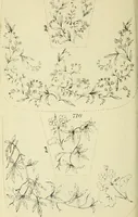 An illustration from Briggs & Co.'s patent transferring papers : patented for the United States of America (1880)