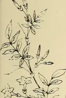 An illustration from Briggs & Co.'s patent transferring papers : patented for the United States of America (1880)