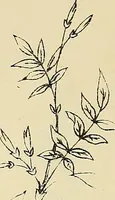 An illustration from Briggs & Co.'s patent transferring papers : patented for the United States of America (1880)