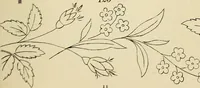An illustration from Briggs & Co.'s patent transferring papers : patented for the United States of America (1880)