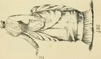 An illustration from Briggs & Co.'s patent transferring papers : patented for the United States of America (1880)