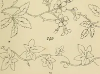 An illustration from Briggs & Co.'s patent transferring papers : patented for the United States of America (1880)