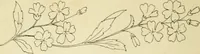 An illustration from Briggs & Co.'s patent transferring papers : patented for the United States of America (1880)