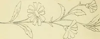 An illustration from Briggs & Co.'s patent transferring papers : patented for the United States of America (1880)