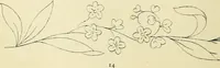 An illustration from Briggs & Co.'s patent transferring papers : patented for the United States of America (1880)