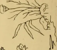 An illustration from Briggs & Co.'s patent transferring papers : patented for the United States of America (1880)