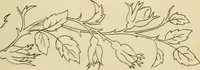An illustration from Briggs & Co.'s patent transferring papers : patented for the United States of America (1880)