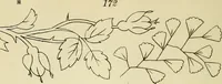 An illustration from Briggs & Co.'s patent transferring papers : patented for the United States of America (1880)