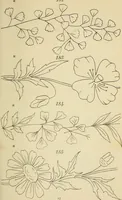 An illustration from Briggs & Co.'s patent transferring papers : patented for the United States of America (1880)